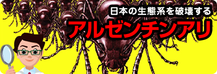 日本の生態系を破壊するアルゼンチンアリ
