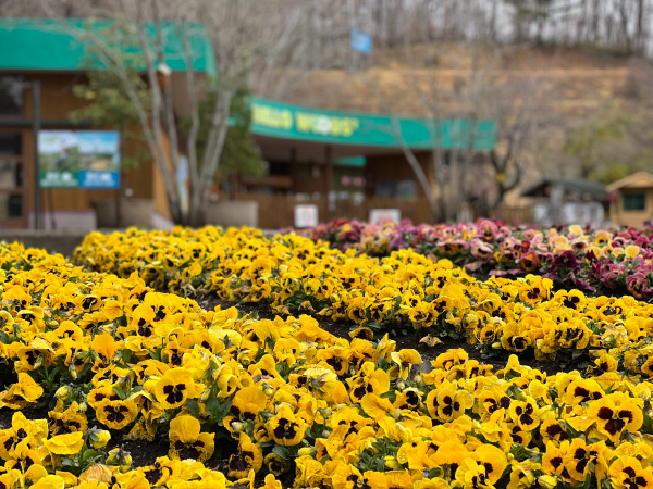 ボニータ 植栽の画像