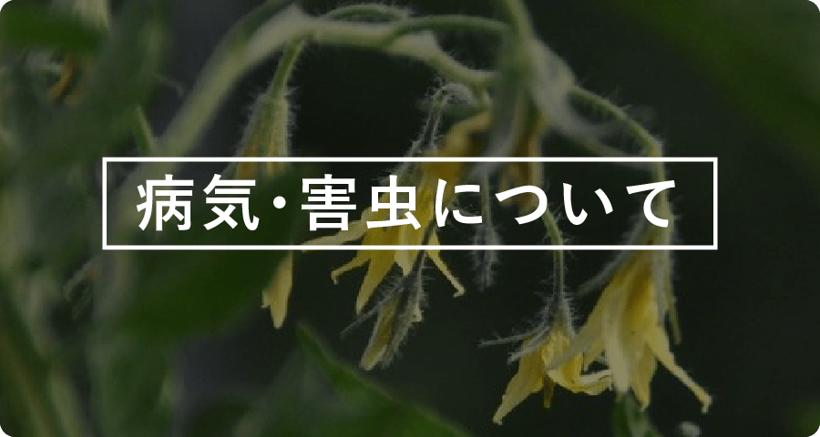 病気・害虫について