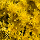 カダン グレース イエロー