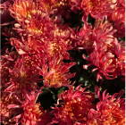 カダン グレース ブロンズ