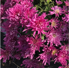 カダン グレース ダークピンク