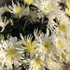 カダン グレース ホワイト