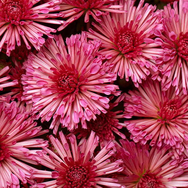 スパイダー咲き例