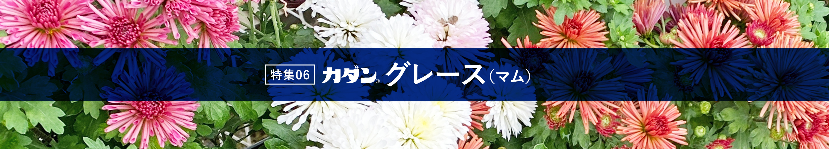 特集06 カダン グレース（マム）
