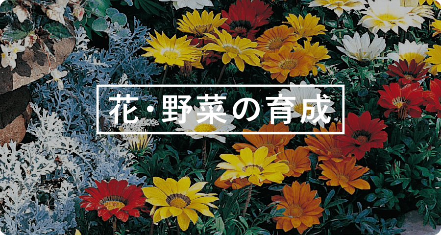 花・野菜の育成