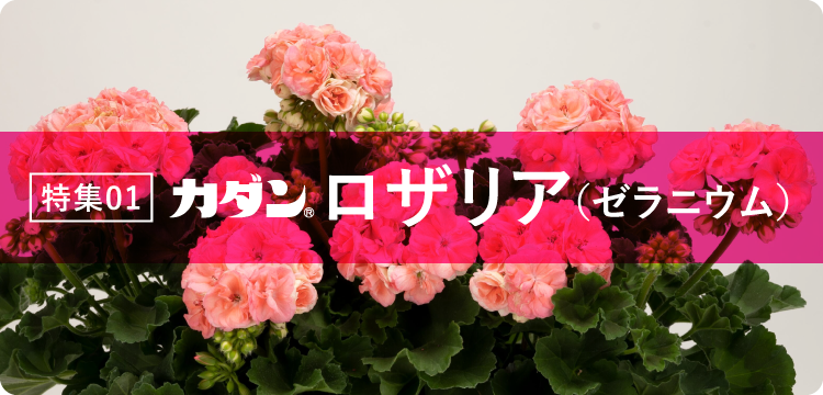 特集01 ロザリア（ゼラニウム）