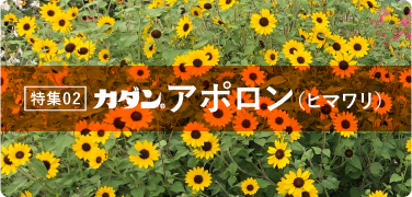 特集02 アポロン（ヒマワリ）