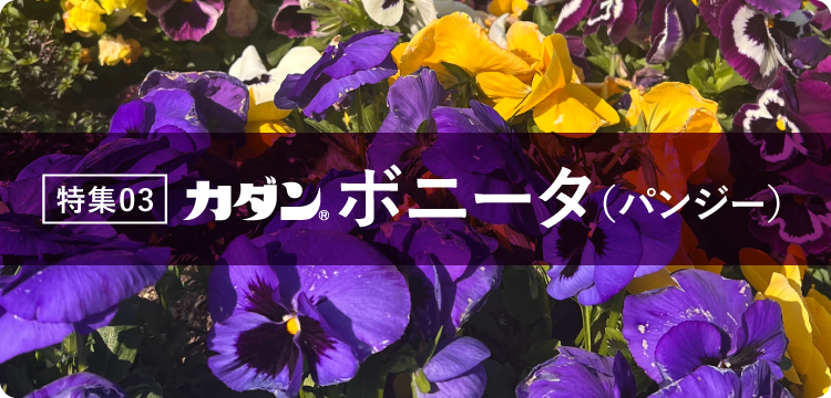 特集03 ボニータ（パンジー）