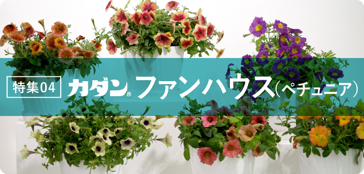特集04 ファンハウス（ペチュニア）