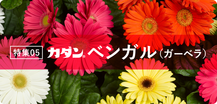 特集05 ベンガル（ガーベラ）