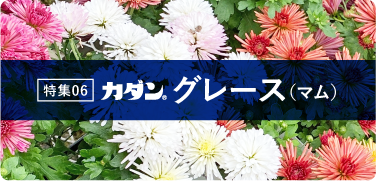 特集06 グレース（マム）