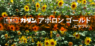 特集07 アポロン ゴールド（ヒマワリ）