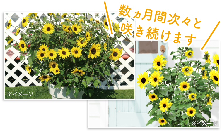 数ヶ月間次々と咲き続けます