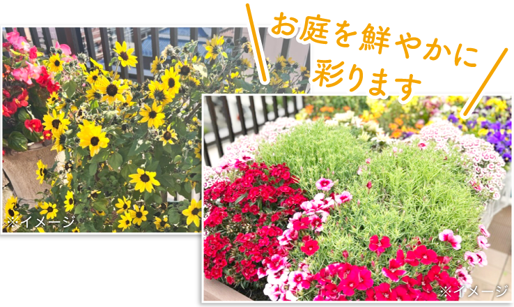 お庭を鮮やかに彩ります。