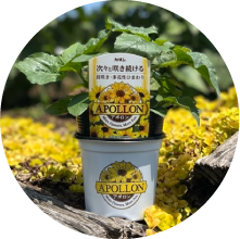 カダン アポロンの花苗（１株）の写真