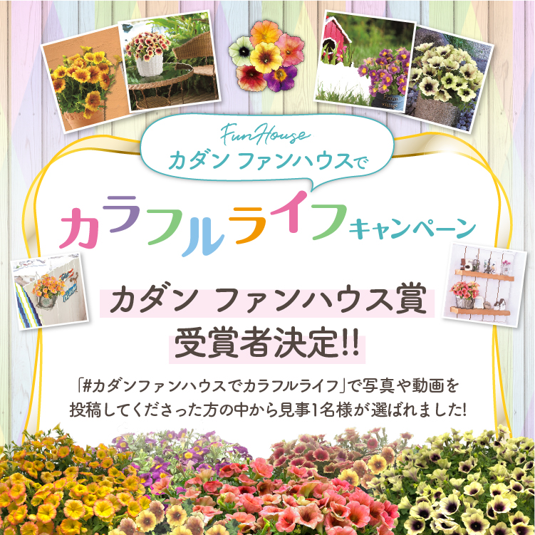 カダン ファンハウスでカラフルライフキャンペーン