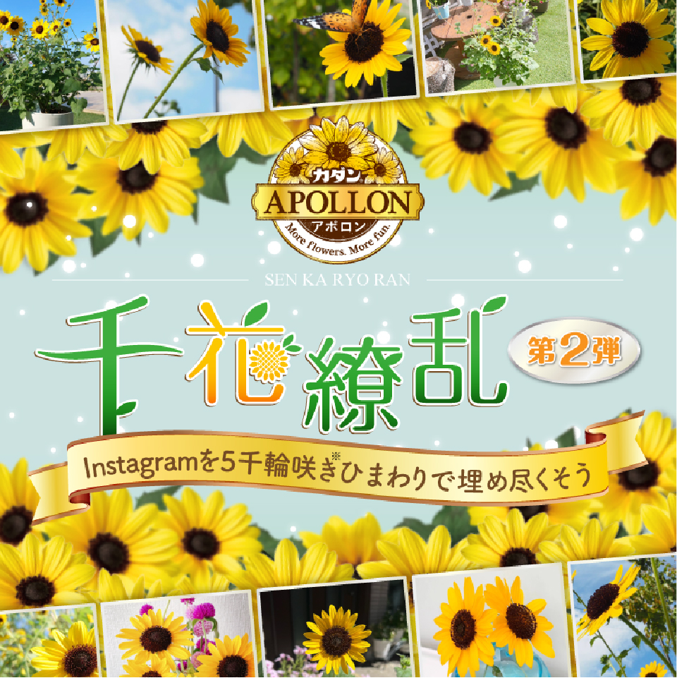 カダン アポロン 千花繚乱 第2弾