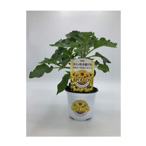 Instagram/GreenSnap特典画像