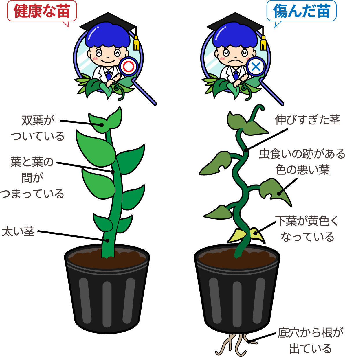 健康な苗、傷んだ苗のイラスト